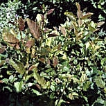 Aliso rojo - Alnus rubra - alnus oregona
