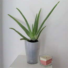 Aloe vera o Aloe de Barbados o Aloe de Curazao