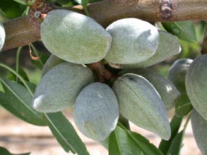 Almendro