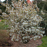 Guillomo del Canad� - Amelanchier canadensis