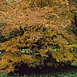 Guillomo del Canad� - Amelanchier canadensis