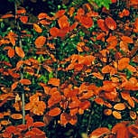 Guillomo del Canad� - Amelanchier canadensis