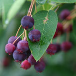 Guillomo del Canad� - Amelanchier canadensis