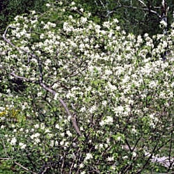 Guillomo - Amelanchier ovalis - amelanchier vulgaris