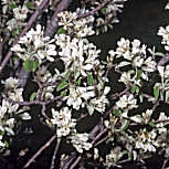 Guillomo - Amelanchier ovalis - amelanchier vulgaris