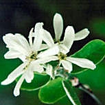 Guillomo - Amelanchier ovalis - amelanchier vulgaris