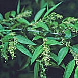 Amorpha fruticosa - Falso indigo - Amorpha pubescens