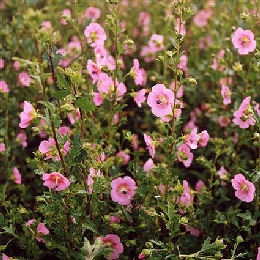 Malva imperial - Anisodonthea capensis