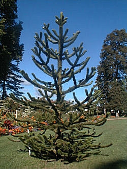 Cola de macaco - araucaria de Neuqu�n - Araucaria araucana - araucaria imbricata