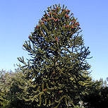 Cola de macaco - araucaria de Neuqu�n - Araucaria araucana - araucaria imbricata