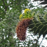 Cola de macaco - araucaria de Neuqu�n - Araucaria araucana - araucaria imbricata