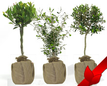 Plantas deco