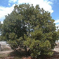  Madro�o - Arbutus unedo