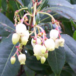  Madro�o - Arbutus unedo