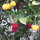  Madro�o - Arbutus unedo