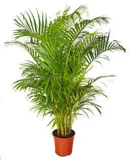 Areca - Chrysalidocarpus lutescens - planta de interior
