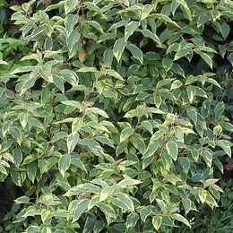 Maqui Variegata Maqui Variegata - Aristotelia chilensis variegata