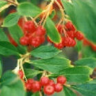 Aronias rojas 'Brillant'