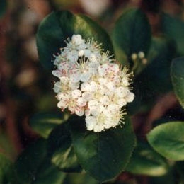Aronia arbutifolia Brilliant - Aronia arbutifolia Brilliant