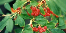 Aronia arbutifolia Brilliant - Aronia arbutifolia Brilliant