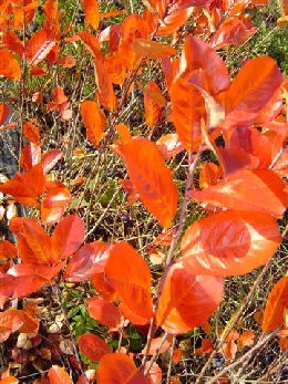 Aronia melanocarpa 'Viking'