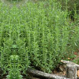 Estrag�n - Artemisia dracunculus