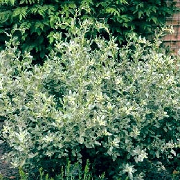 Orgaza - osagra- salado blanco - Atriplex halimus