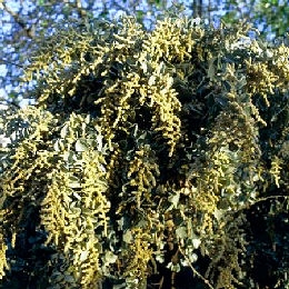 Orgaza - osagra- salado blanco - Atriplex halimus