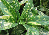 Aucuba del Jap�n o laurel manchado 'Crotonifolia' - Aucuba japonica 'Crotonifolia' - Follaje