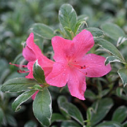 Azalea japonesa Salmon Leap - Azalea japonica 'Salmon Leap'