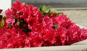 Azalea japonesa Arabesk