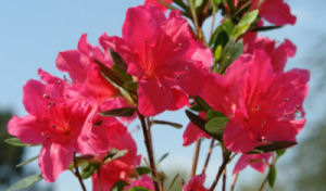 Azalea japonesa Arabesk