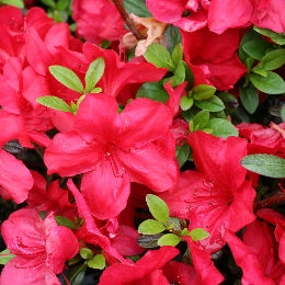 Azalea japonesa 'F�tes des M�res' - Azalea japonica 'F�tes des M�res'