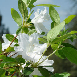 Azalea japonesa Schneewitchen - Azalea japonica 'Schneewitchen'