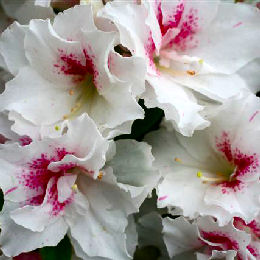 Azalea japonesa 'White Prince' - Azalea japonica ' White Prince'