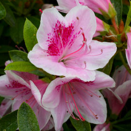 Azalea japonesa  'Ho Oden' - Azalea japonica ' Ho Oden'