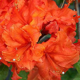 Azalea mollis 'Gibraltar' - azalea mollis 'Gibraltar'