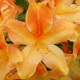 Azalea mollis 'Golden Flare' - Azalea mollis ' Golden Flare