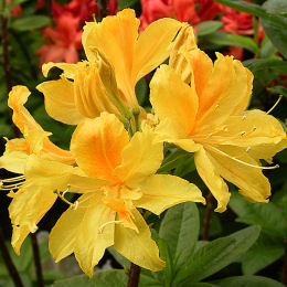 Azalea mollis 'Gold topas' - Azalea mollis 'Gold topas'