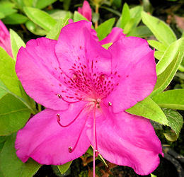 Azalea japonesa ' Blue Danube' - Azalea japonica 'Blue Danube'