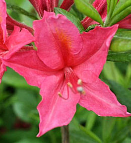 Azalea Mollis 'bella se�ora' - Azalea mollis 'bella se�ora'