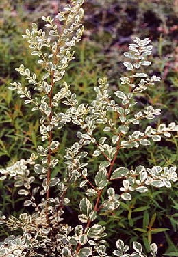 Azara o chinchin - Azara microphylla