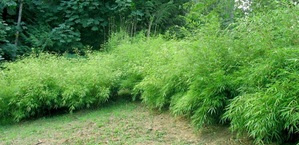 Bamb� Fargesia Rufa