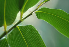 bamb� medio con follaje moteado - Bamb� Hibanobambusa tranquillans