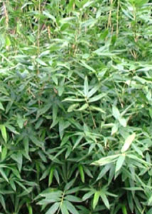 bamb� medio con follaje moteado - Bamb� Hibanobambusa tranquillans