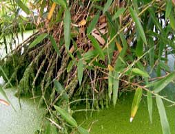 Bamb� Phyllostachys Atrovaginata Green Perfume