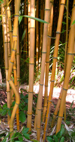 Phyllostachys Aureosulcata F. Aureocaulis