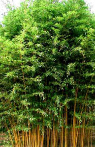 Phyllostachys Aureosulcata F. Aureocaulis