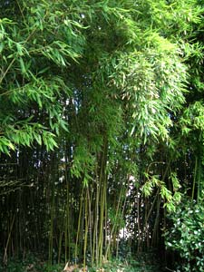 Bamb� Phyllostachys Humilis