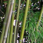 Bamb� Phyllostachys Humilis